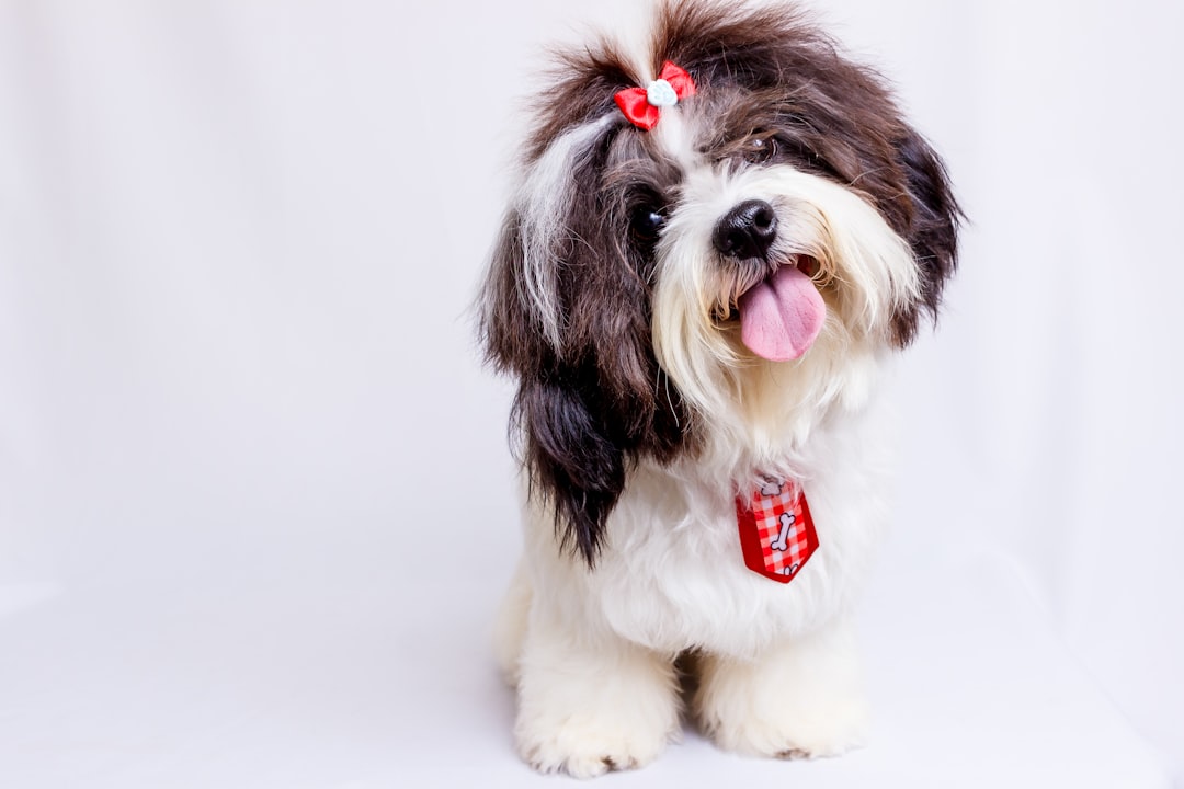 Photo Dog grooming